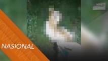 Kucing dibakar: Ganjaran RM10,000 untuk individu tampil beri maklumat