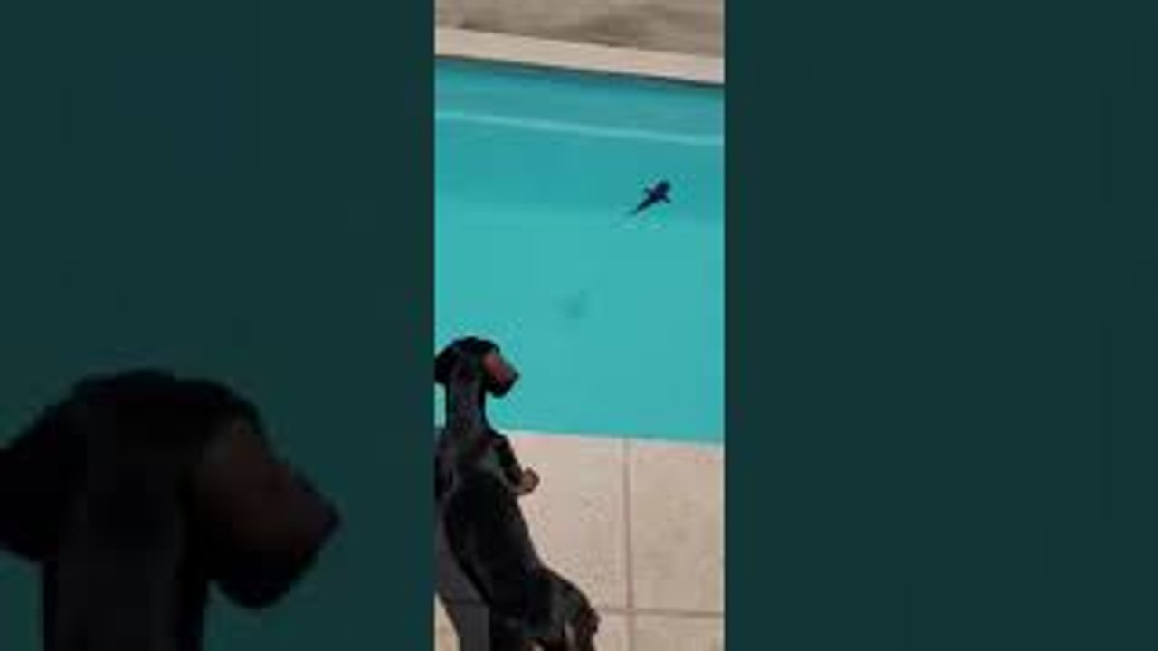 Dogs React to RC Shark