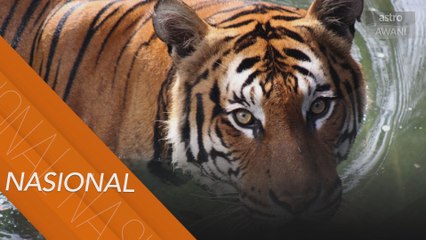 Hari Harimau Sedunia: Khazanah negara di ambang kepupusan