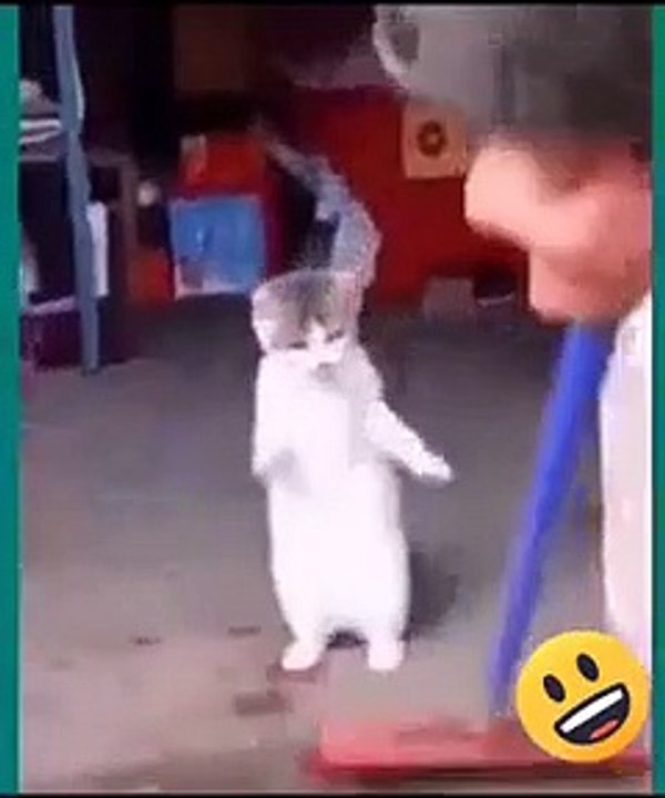 Kucing bergoyang dangdut asyek