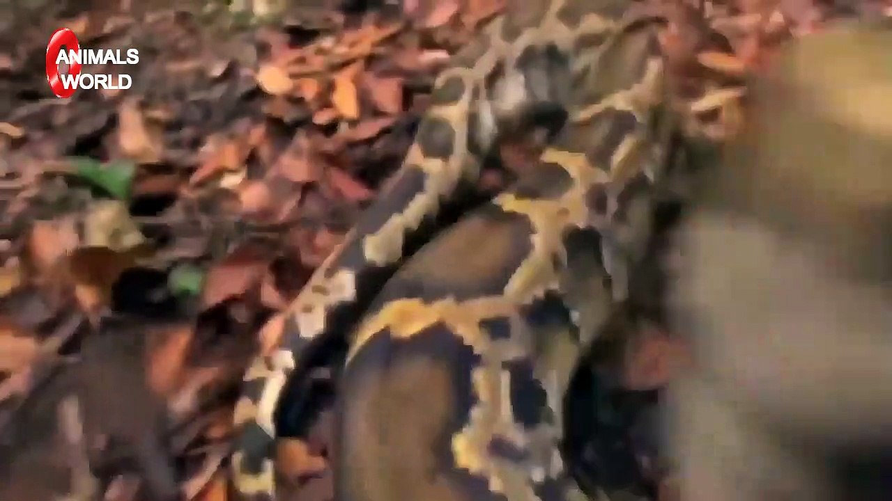 The best battles of the animal world, Harsh Life of Wild Animals, Lion, Buffalo, Leopard, Jackal,