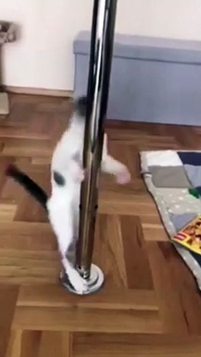 Funny Cat
