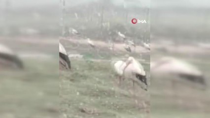 Son dakika haber | Soğuktan donmak üzere olan leylekler kamerada