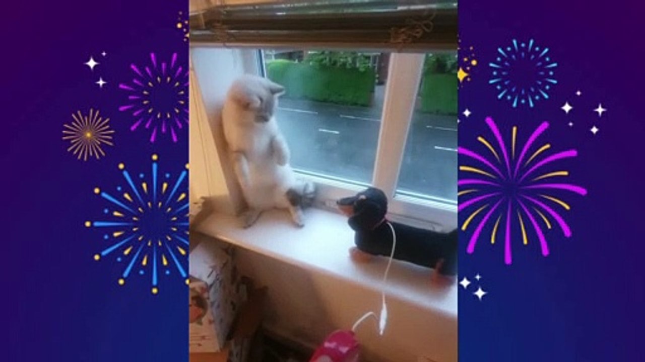 Funny Cats and Dogs