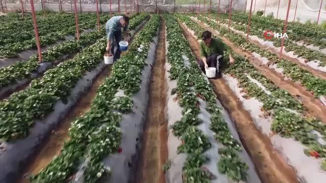 Örtü altı çilek üretimi, üreticisini sevindiriyor: Kilosu 25-30 TL