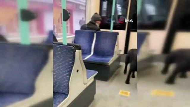 Soğuktan üşüyen köpek soluğu tramvayda aldı