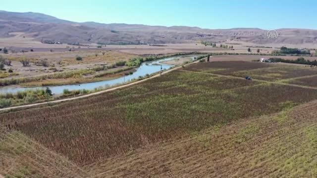 Yağlık ayçiçeği ekim alanları artacak