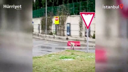 Köprüden geçen köpeğe güvenlik konvoyu oluşturdular