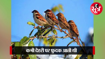 अब कम सुनाई देती चिरैया की आवाज