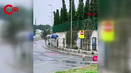 Köprüden geçen köpeğe güvenlik konvoyu