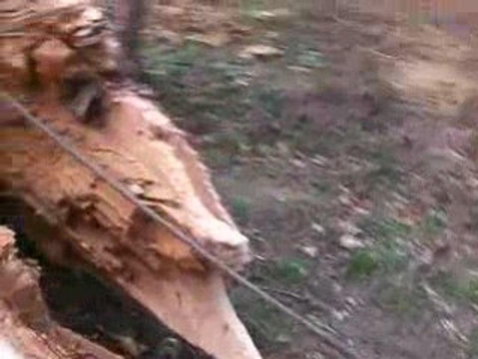 Chute arbre bi centenaire 2