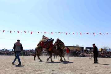 Efeler Deve Güreşi Festivali'ne yoğun ilgi