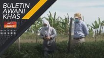 Buletin AWANI Khas: PRN Sabah - Maksimakan potensi agro makanan Sabah & peluang usahawan muda agro