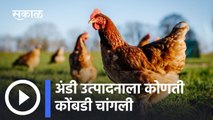 Best Egg Laying Chicken Hen  | या कोंबडीच्या जातीपासून मिळते सर्वात जास्त अंडी उत्पादन  |