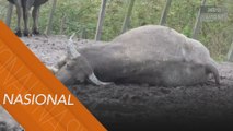 Sembilan ekor kerbau peliharaan bapa 'Mowgli Malaysia'  mati