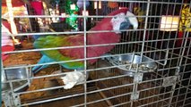 Macaw Parrots/Big bird