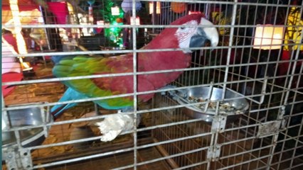 Macaw Parrots/Big bird