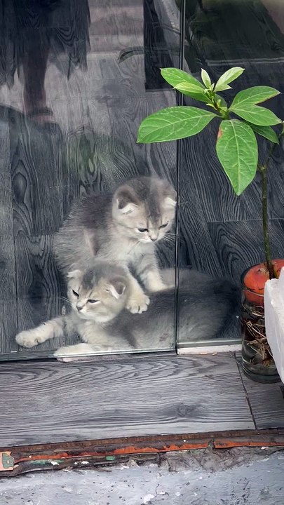 Adorable Kitten Massage