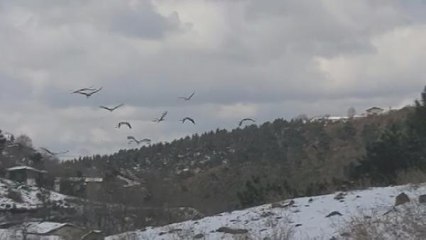 İSTANBUL'DA MOLA VEREN LEYLEKLER İÇİN YEM DAĞITILDI