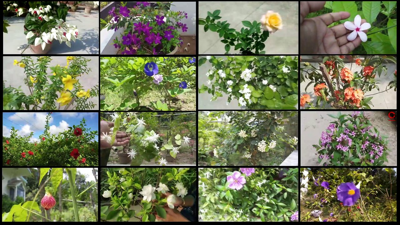 গরমের শুরুতে ৩০ রকমের ফুল গাছের কাঁটাই ছাঁটাই এবং মাটি পরিবর্তন |_Summer Flowers