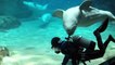 Ces dauphins embêtent les plongeurs qui nettoient leur aquarium
