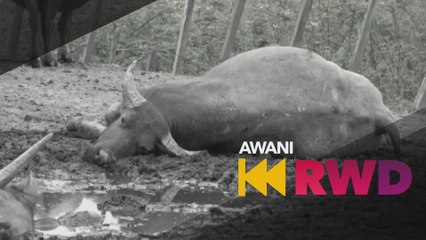 AWANI RWD: Hawar berdarah serang ternakan Mowgli Malaysia