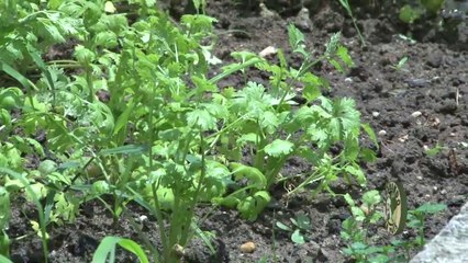 Cultivo de Cilantro: Semilla, Preparación y Enriquecimiento Orgánico del Suelo