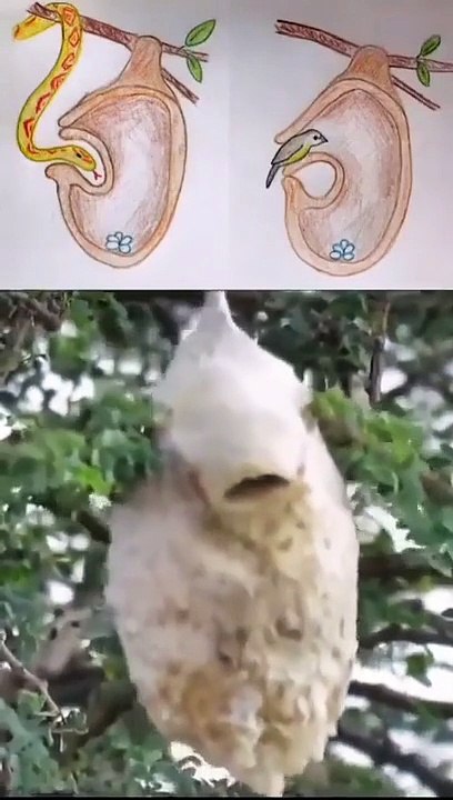 Oiseau oiseau oiseau