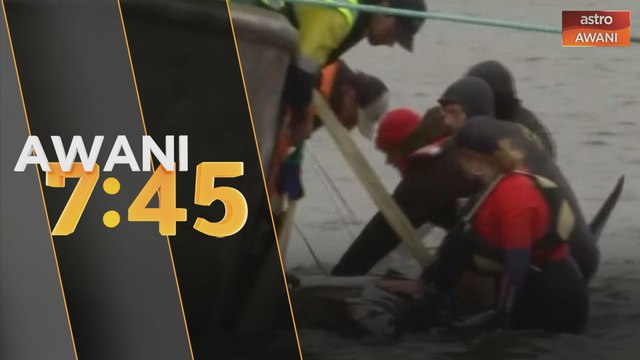 Paus terdampar: 90 ikan paus maut, 180 masih terkandas