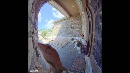 Unexpected Visitor Licks My Doorbell Camera