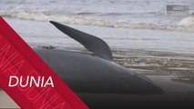 Pihak berkuasa terus berusaha selamatkan paus terdampar di tepi pantai