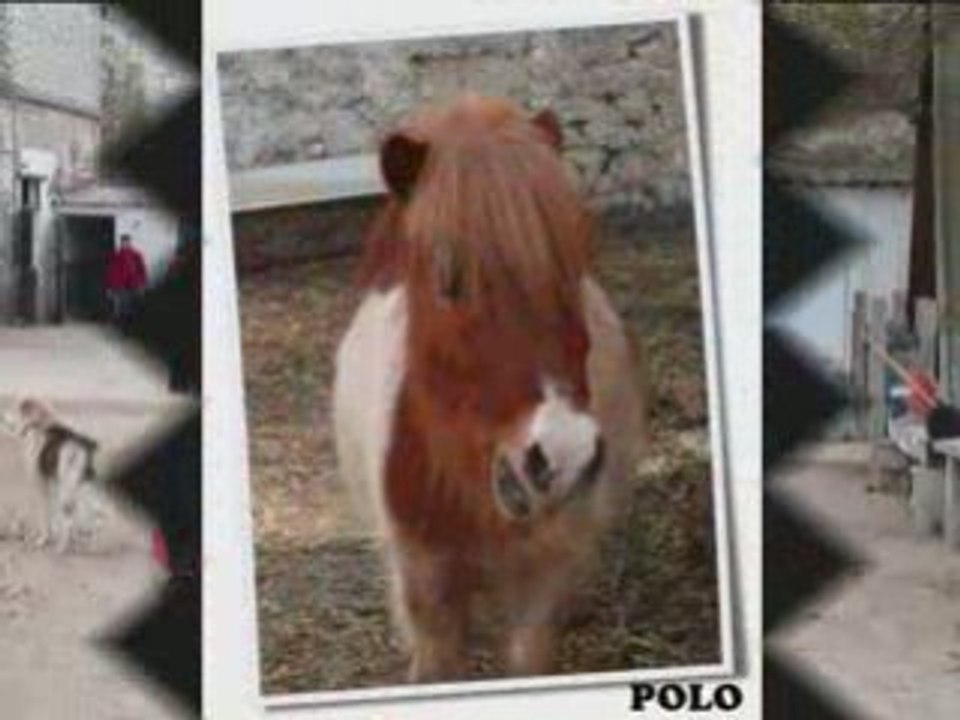 Shetlands