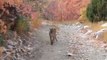 Un cougar suit cette personne pendant 6 minutes dans l'état d'Utah