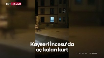 Kayseri'de aç kalan kurt ilçe merkezine indi