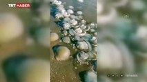 Antalya'da binlerce denizanası kıyıya vurdu