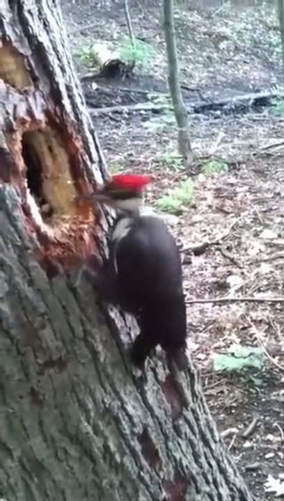 Subhan Allah, Bird making Hole in Tree as a nest