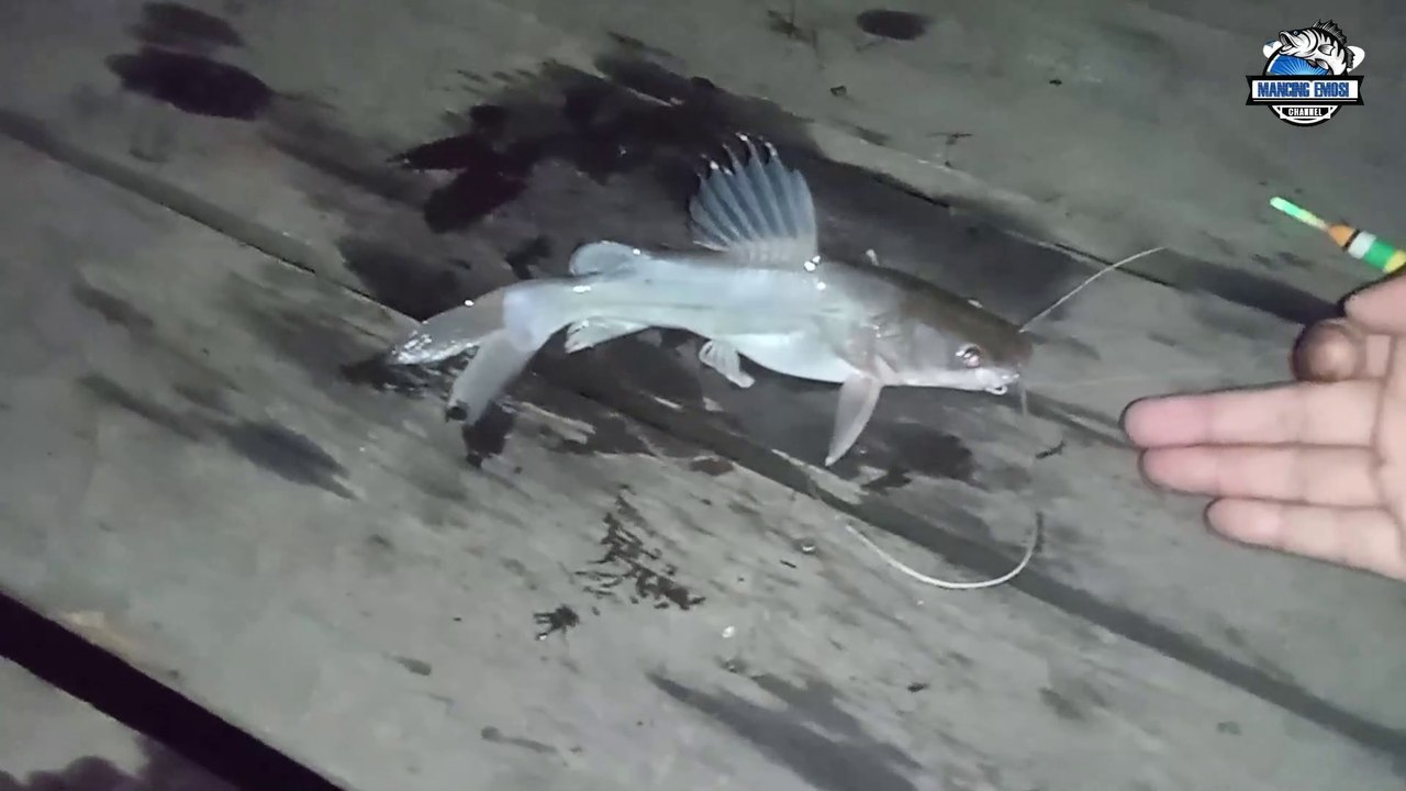 Even fishing on a ferry boat, the results are unexpected