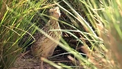 Rare species being saved from extinction in Victoria