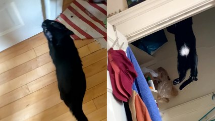 'Risk-taking cat calls for owner's help after making a REALLY BAD decision '