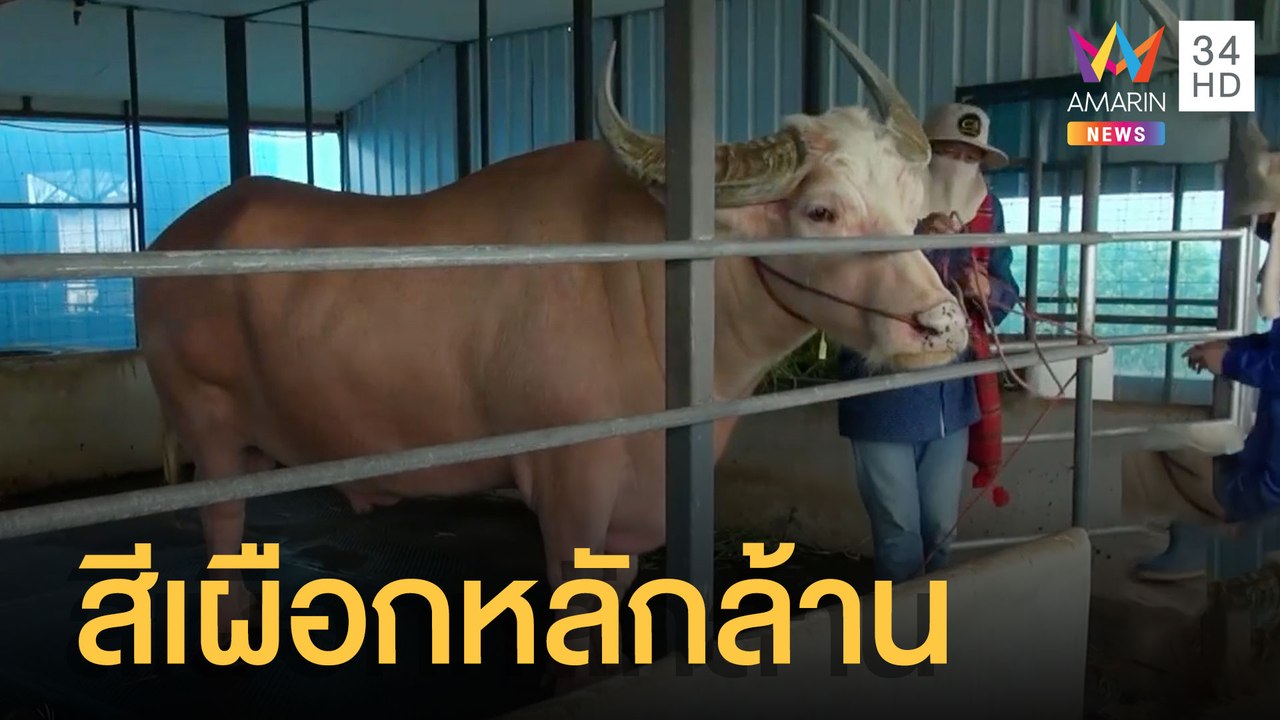 ควายไทยสีเผือก มูลค่าหลายล้านตัวเดียวในโลก | ข่าวเที่ยงอมรินทร์ | 21 มี.ค.65