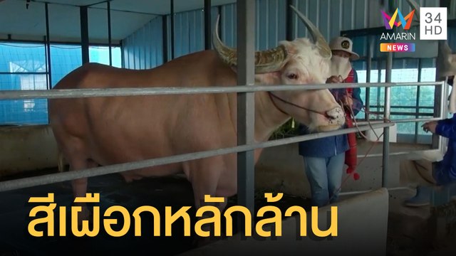 ควายไทยสีเผือก มูลค่าหลายล้านตัวเดียวในโลก | ข่าวเที่ยงอมรินทร์ | 21 มี.ค.65