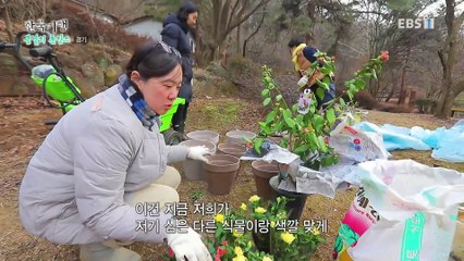 한국기행 - Korea travel_봄날의 촌캉스 1부- 외할머니의 숲_#002