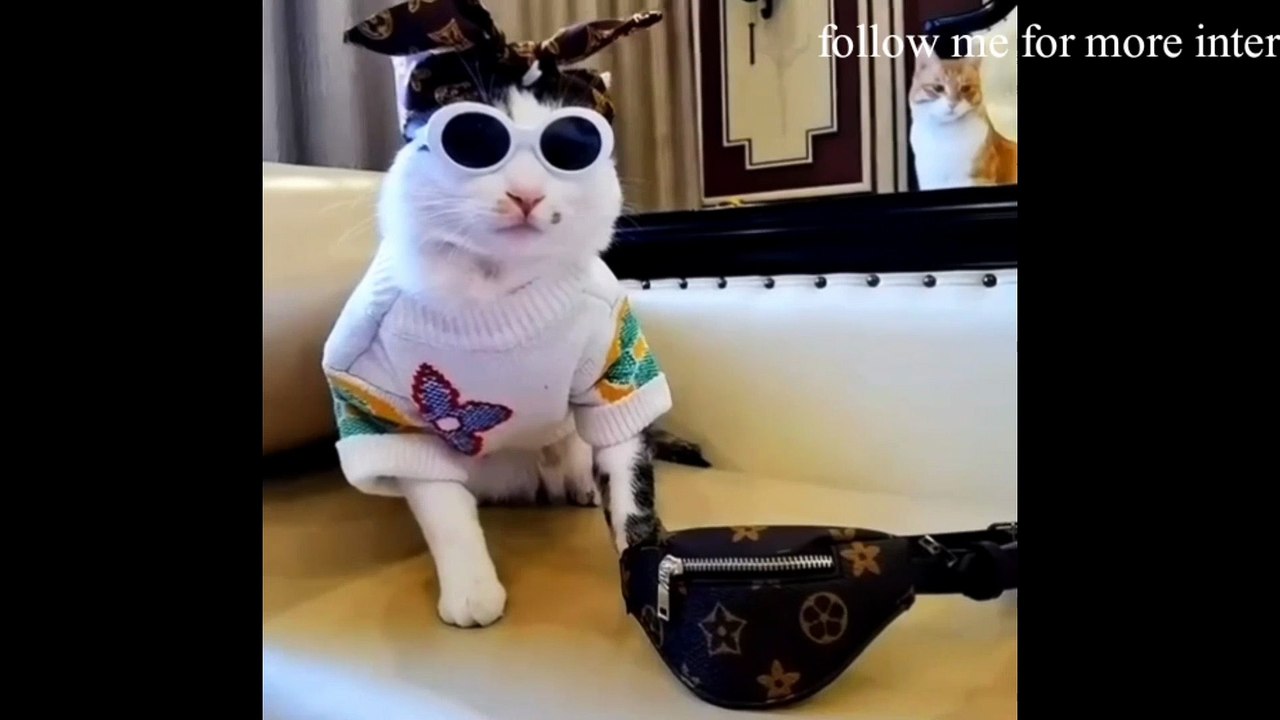 cute cat no.1 beautiful kitchen with her mother, follow me for more interesting video