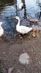 Big White Goose  Video By Kingdom of Awais