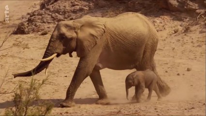 La fabuleuse histoire de l'évolution - Le désert du Namib