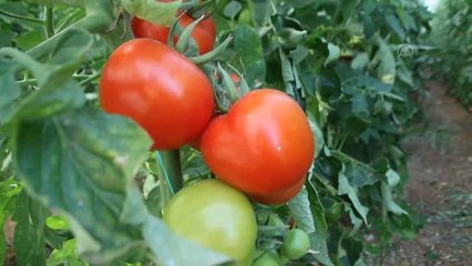 Rusya'ya sebze meyve ihracatında nakliye sorununa çözüm aranıyor