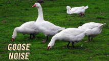 Loud Goose Noise Sounds Effect Video By Kingdom Of Awais