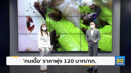 ‘กบเนื้อ’ ราคาพุ่ง 120 บาท/กก. เลี้ยงง่าย โตเร็ว