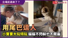 立場反過來了？貓貓用尾巴逗人　小寶寶開心玩