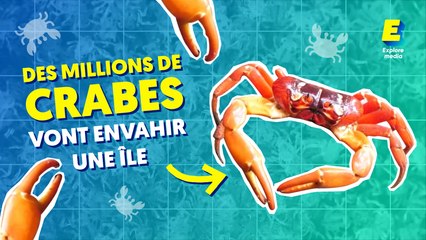 Des millions de crabes vont envahir une île